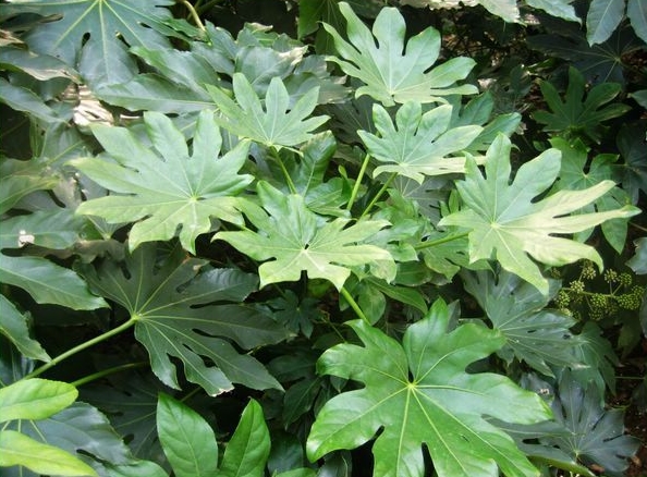 Fatsia japonica seed